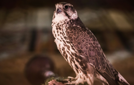 spiritual meaning seeing falcon