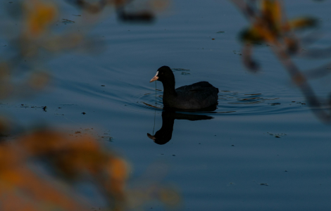 black duck spiritual meaning