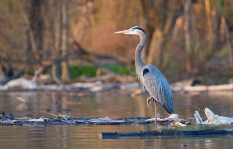 blue heron spiritual meaning