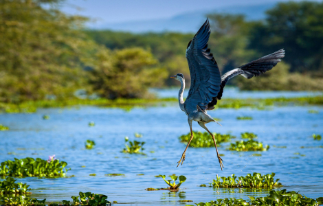 blue heron spiritual meaning