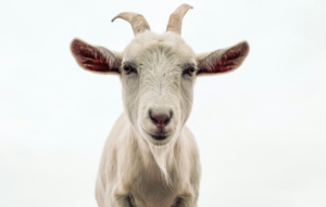 goat spiritual meaning