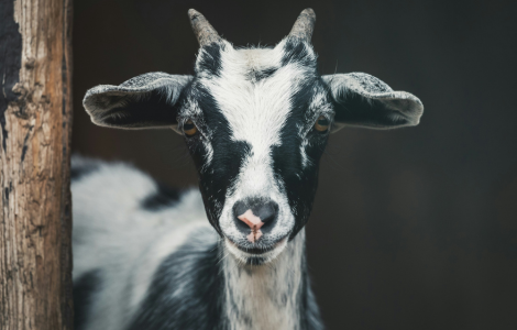 goat spiritual meaning