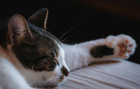 cat sleeping above my head meaning spiritual