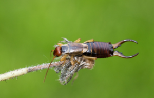 spiritual meaning of earwigs