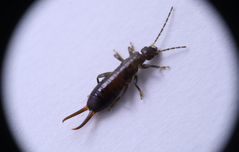 spiritual meaning of earwigs