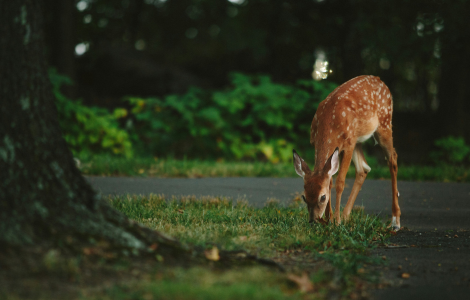 hit deer your car spiritual meaning