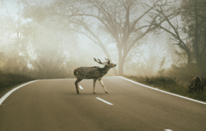 hit deer your car spiritual meaning