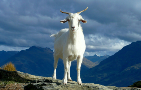 Goat Spiritual Meaning