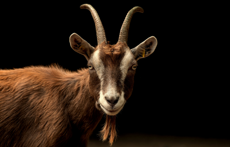 Goat Spiritual Meaning