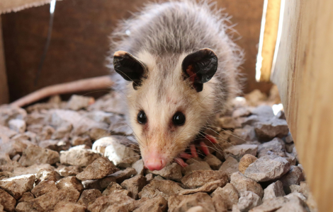 seeing possum during day spiritual meaning