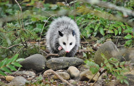 seeing possum during day spiritual meaning