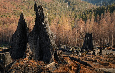 tree struck by lightning spiritual meaning