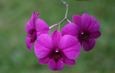 purple orchid spiritual meaning