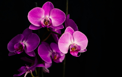 purple orchid spiritual meaning