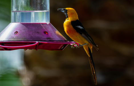 yellow bird with black wings spiritual meaning