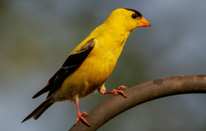 yellow bird with black wings spiritual meaning