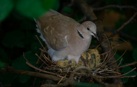 grey pigeon spiritual meaning