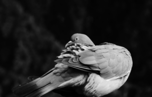 grey pigeon spiritual meaning