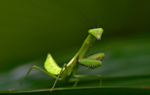 biblical meaning seeing praying mantis