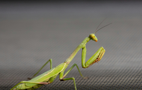 biblical meaning seeing praying mantis