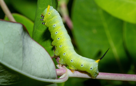 spiritual meaning cankerworm