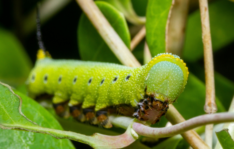 spiritual meaning cankerworm