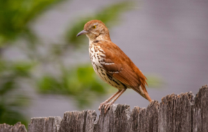 brown thrasher spiritual meaning