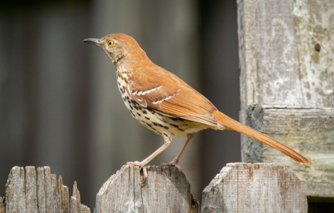 brown thrasher spiritual meaning