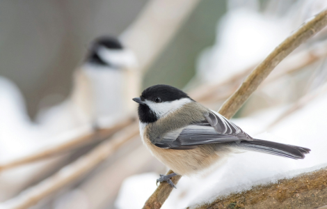 spiritual meaning chickadee