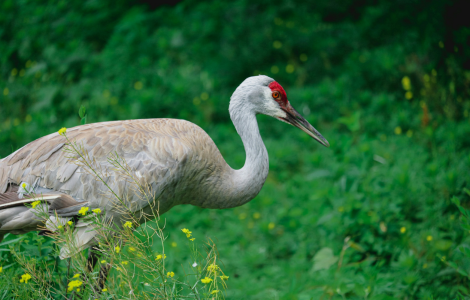 sandhill crane spiritual meaning