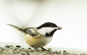 spiritual meaning chickadee