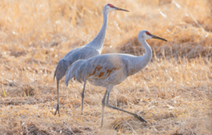 sandhill crane spiritual meaning