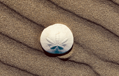 spiritual meaning sand dollar