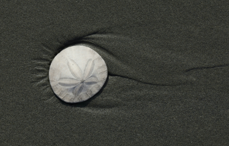 spiritual meaning sand dollar