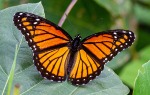 orange butterfly spiritual meaning