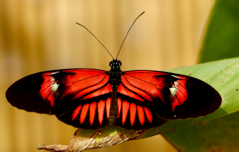 orange butterfly spiritual meaning