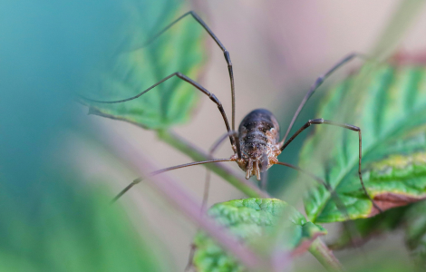 spiritual meaning daddy long legs