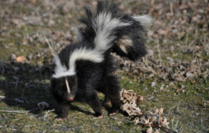 skunk spiritual meaning