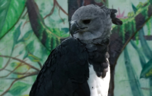 harpy eagle spiritual meaning