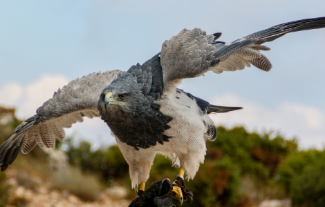 harpy eagle spiritual meaning