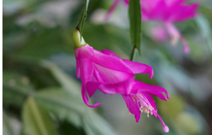 christmas cactus spiritual meaning