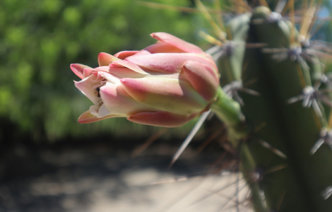 christmas cactus spiritual meaning