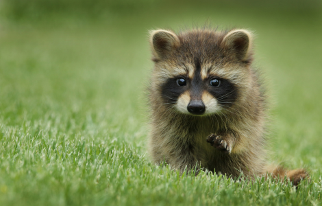 spiritual meaning raccoon your path