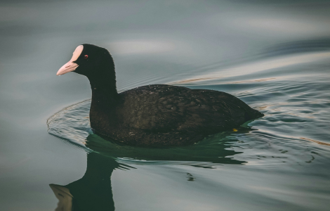 black duck spiritual meaning