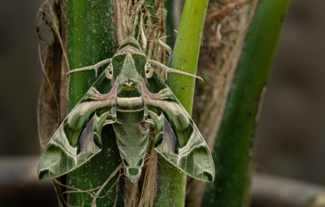 hawk moth spiritual meaning