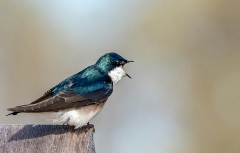 spiritual meaning hearing birds chirping morning