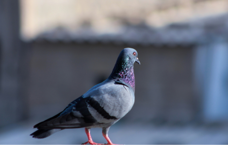 What Is The Spiritual Meaning Of A Pigeon