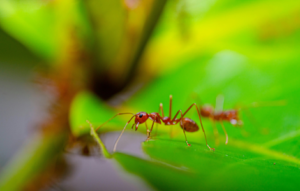 What Is The Spiritual Meaning Of Dreaming About Red Ants