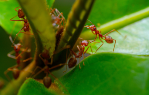 What Is The Spiritual Meaning Of Dreaming About Red Ants